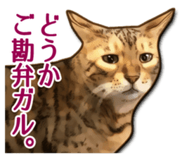 Puns on Cat Family sticker #14336397