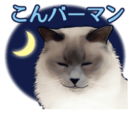 Puns on Cat Family sticker #14336400