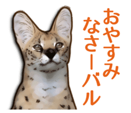 Puns on Cat Family sticker #14336401