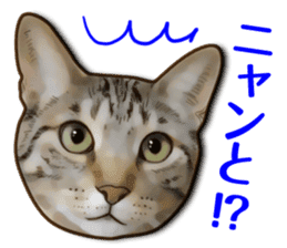 Puns on Cat Family sticker #14336405