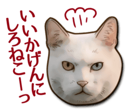 Puns on Cat Family sticker #14336407