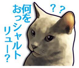 Puns on Cat Family sticker #14336414