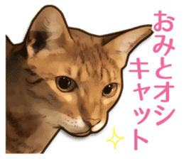 Puns on Cat Family sticker #14336426