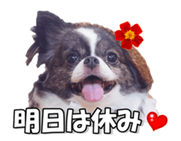 chihuahuaFan 2 sticker #14338398