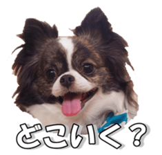 chihuahuaFan 2 sticker #14338399