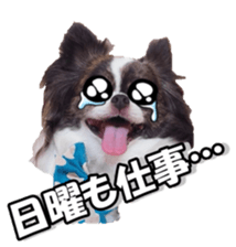 chihuahuaFan 2 sticker #14338400