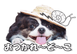 chihuahuaFan 2 sticker #14338401