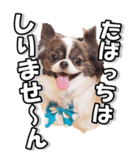 chihuahuaFan 2 sticker #14338402