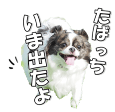 chihuahuaFan 2 sticker #14338403