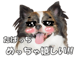 chihuahuaFan 2 sticker #14338404