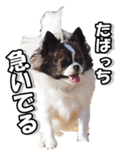 chihuahuaFan 2 sticker #14338405