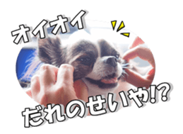 chihuahuaFan 2 sticker #14338407