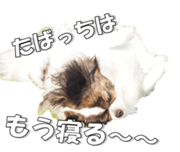 chihuahuaFan 2 sticker #14338408