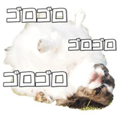 chihuahuaFan 2 sticker #14338409