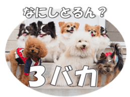 chihuahuaFan 2 sticker #14338411