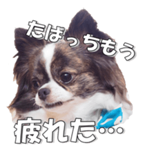 chihuahuaFan 2 sticker #14338412