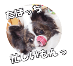 chihuahuaFan 2 sticker #14338413