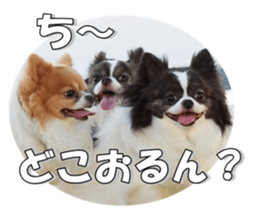 chihuahuaFan 2 sticker #14338414