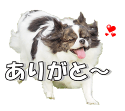 chihuahuaFan 2 sticker #14338415