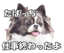 chihuahuaFan 2 sticker #14338416