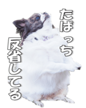 chihuahuaFan 2 sticker #14338417