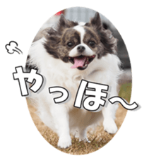 chihuahuaFan 2 sticker #14338418