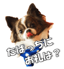 chihuahuaFan 2 sticker #14338419