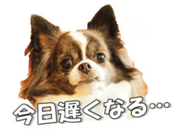chihuahuaFan 2 sticker #14338420