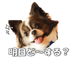 chihuahuaFan 2 sticker #14338421