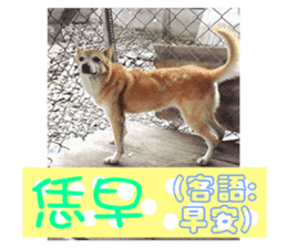 Cute Shiba Inu DOG. sticker #14341654