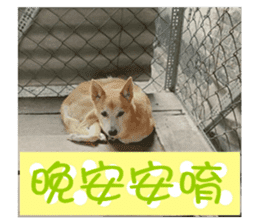 Cute Shiba Inu DOG. sticker #14341655