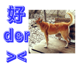 Cute Shiba Inu DOG. sticker #14341656