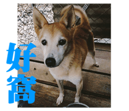 Cute Shiba Inu DOG. sticker #14341657