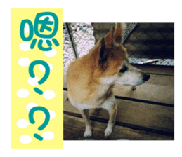 Cute Shiba Inu DOG. sticker #14341659