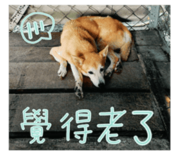 Cute Shiba Inu DOG. sticker #14341661