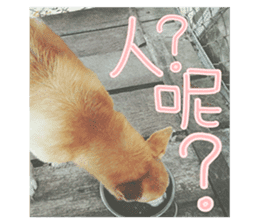 Cute Shiba Inu DOG. sticker #14341662