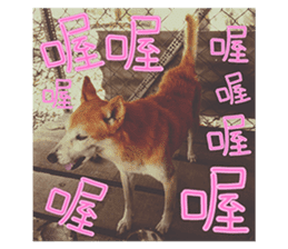 Cute Shiba Inu DOG. sticker #14341663