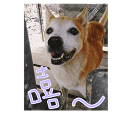 Cute Shiba Inu DOG. sticker #14341664