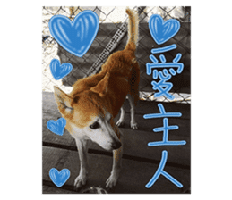 Cute Shiba Inu DOG. sticker #14341665