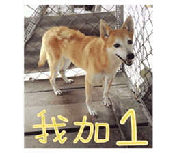 Cute Shiba Inu DOG. sticker #14341666