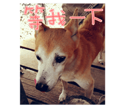 Cute Shiba Inu DOG. sticker #14341667