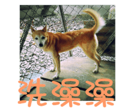 Cute Shiba Inu DOG. sticker #14341668