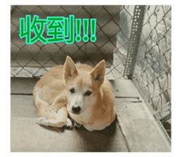 Cute Shiba Inu DOG. sticker #14341669