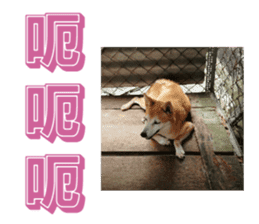 Cute Shiba Inu DOG. sticker #14341670