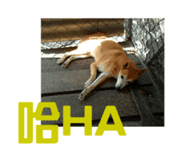 Cute Shiba Inu DOG. sticker #14341671