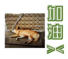 Cute Shiba Inu DOG. sticker #14341672