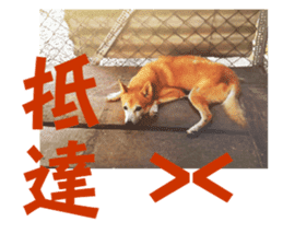 Cute Shiba Inu DOG. sticker #14341675