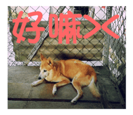 Cute Shiba Inu DOG. sticker #14341676