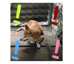 Cute Shiba Inu DOG. sticker #14341677