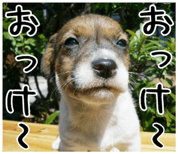 MIEDOG Jack Russell terrier sticker 5 sticker #14341918